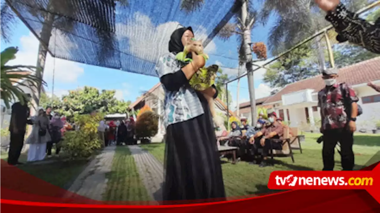 Gerakan Obat Cacing Anjing Kucing Terpadu (Gocat), Puluhan Ekor Kucing di Banyuwangi Ikuti Ajang Fashion Show