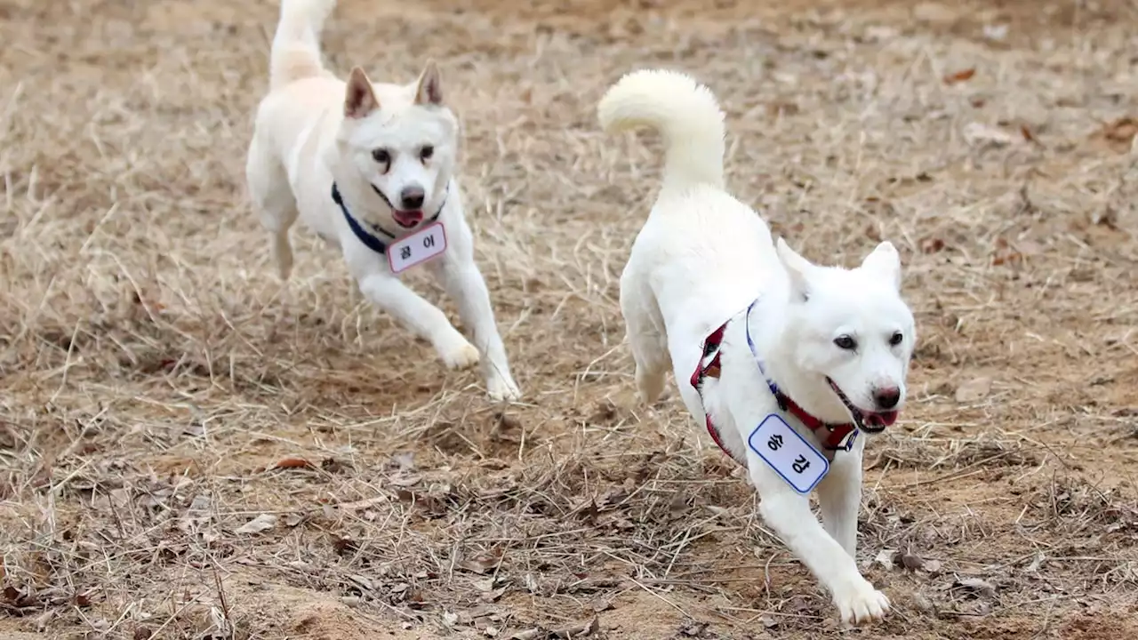 Dogs gifted by Kim Jong Un living at South Korean zoo after dispute over paying for their care