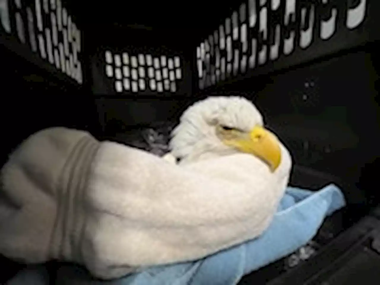 Bald eagles poisoned near landfill where euthanized animals were dumped