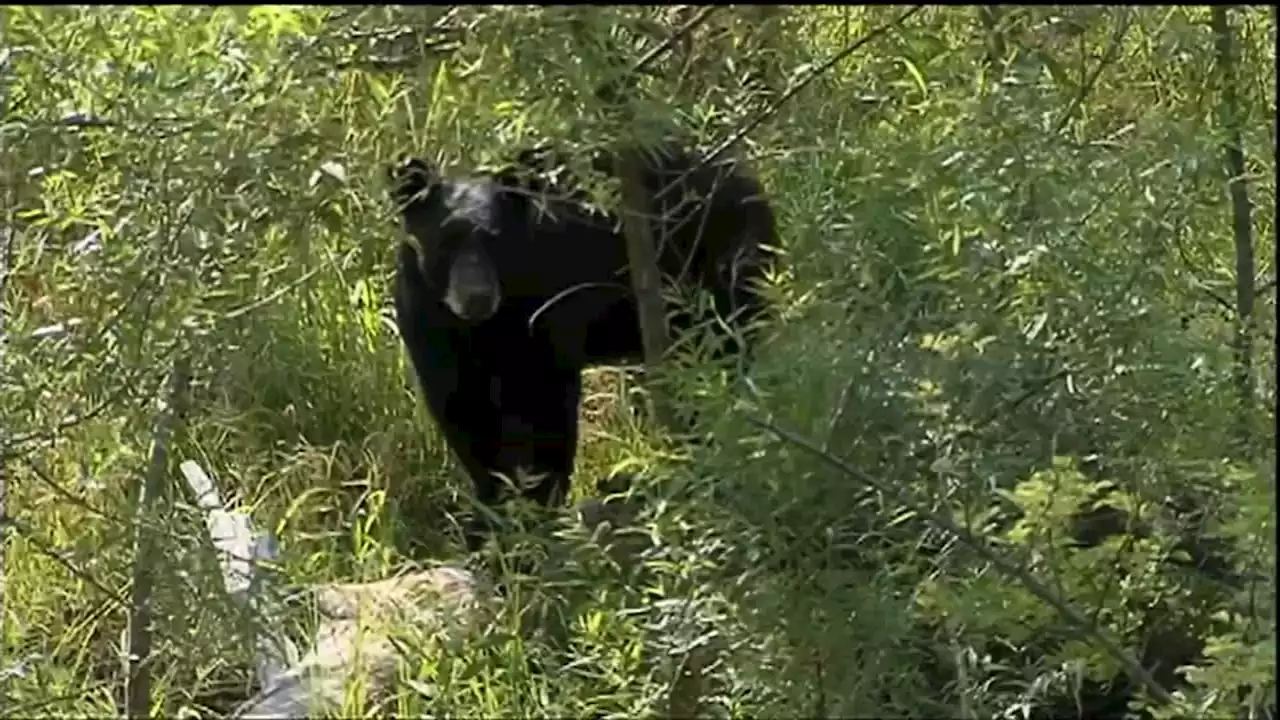 4-day extension for black bear hunting season in New Jersey