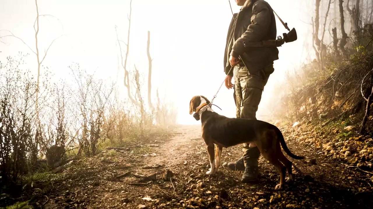 La ley de Bienestar Animal encalla a última hora y pone en peligro su aprobación