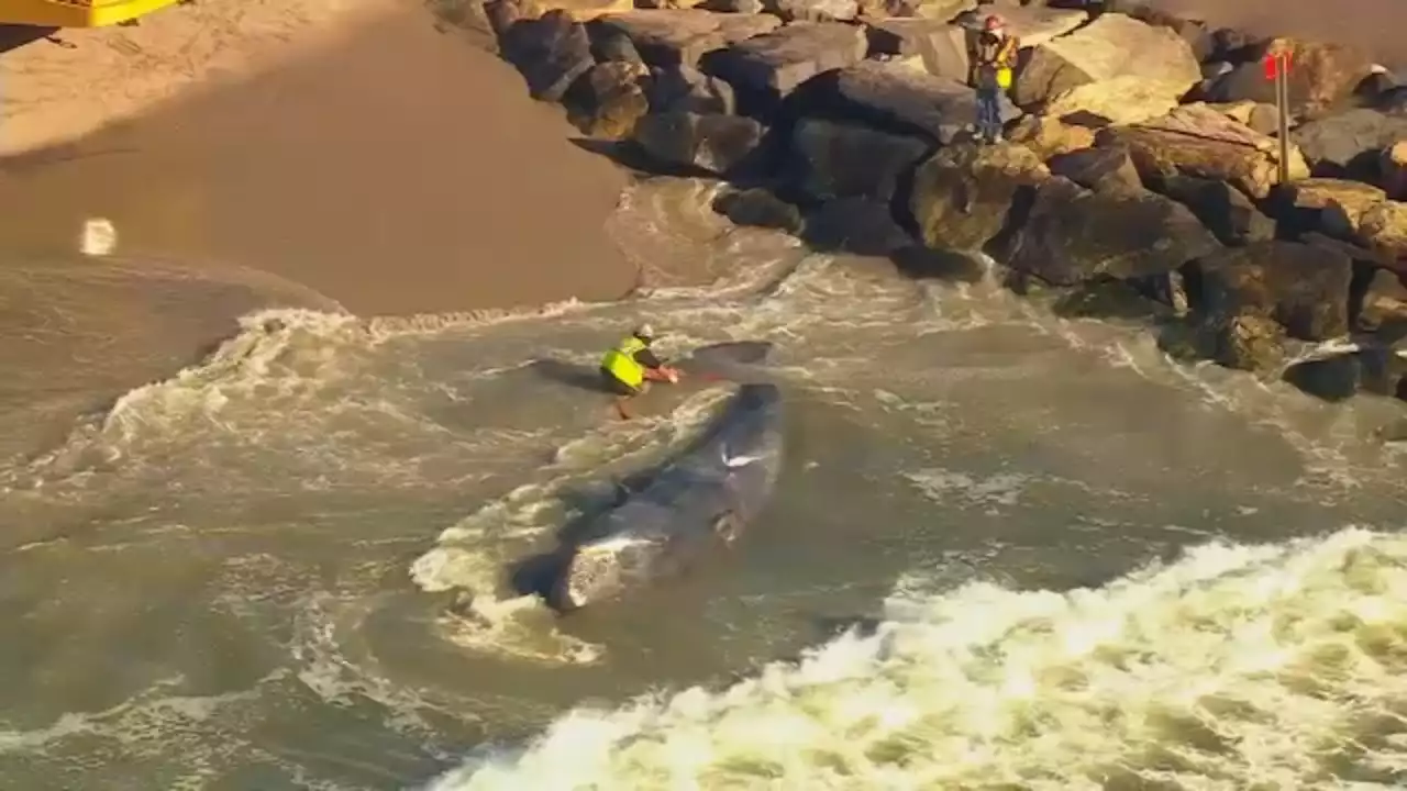 Dead whale washes ashore at Rockaway Beach in Queens