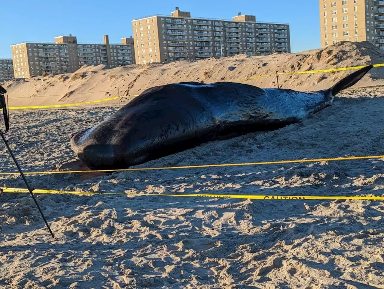 Beached whale dies at Rockaway Beach after attempted rescue – QNS.com