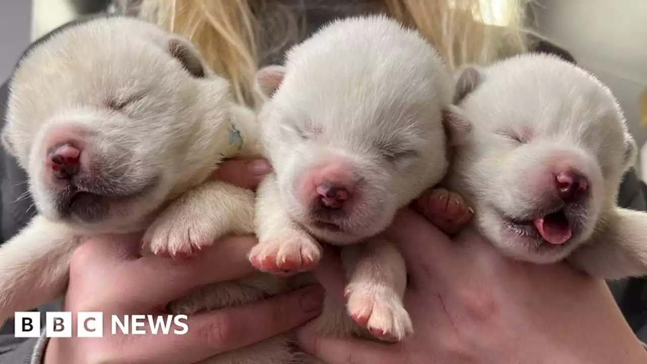 Man offers puppies in bucket to people in Manchester street