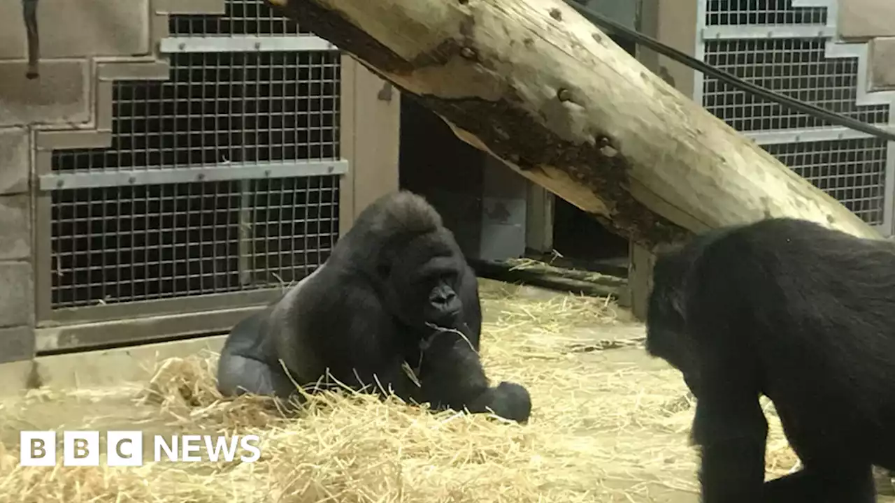 Belfast Zoo providing winter warmers for animals as cold snap bites