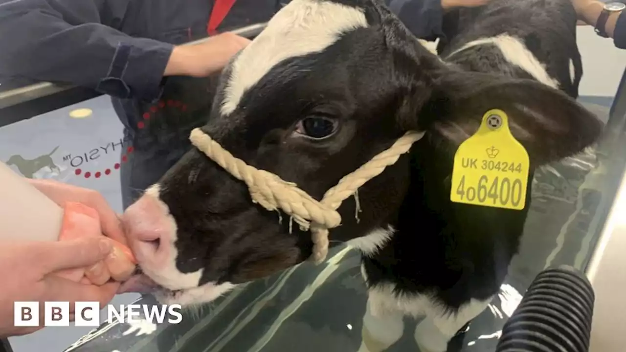 Hydrotherapy to get Bunny the calf to lose her hop