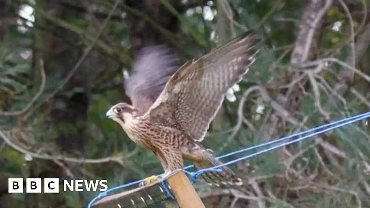 Stolen peregrine falcon found in Lowestoft is released into the wild