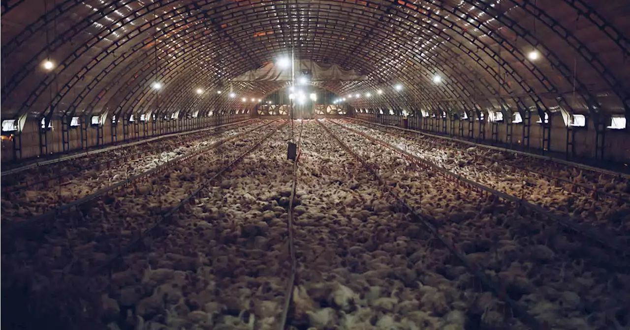 8 Canadian fast-food chains called out for using inhumane factory farms