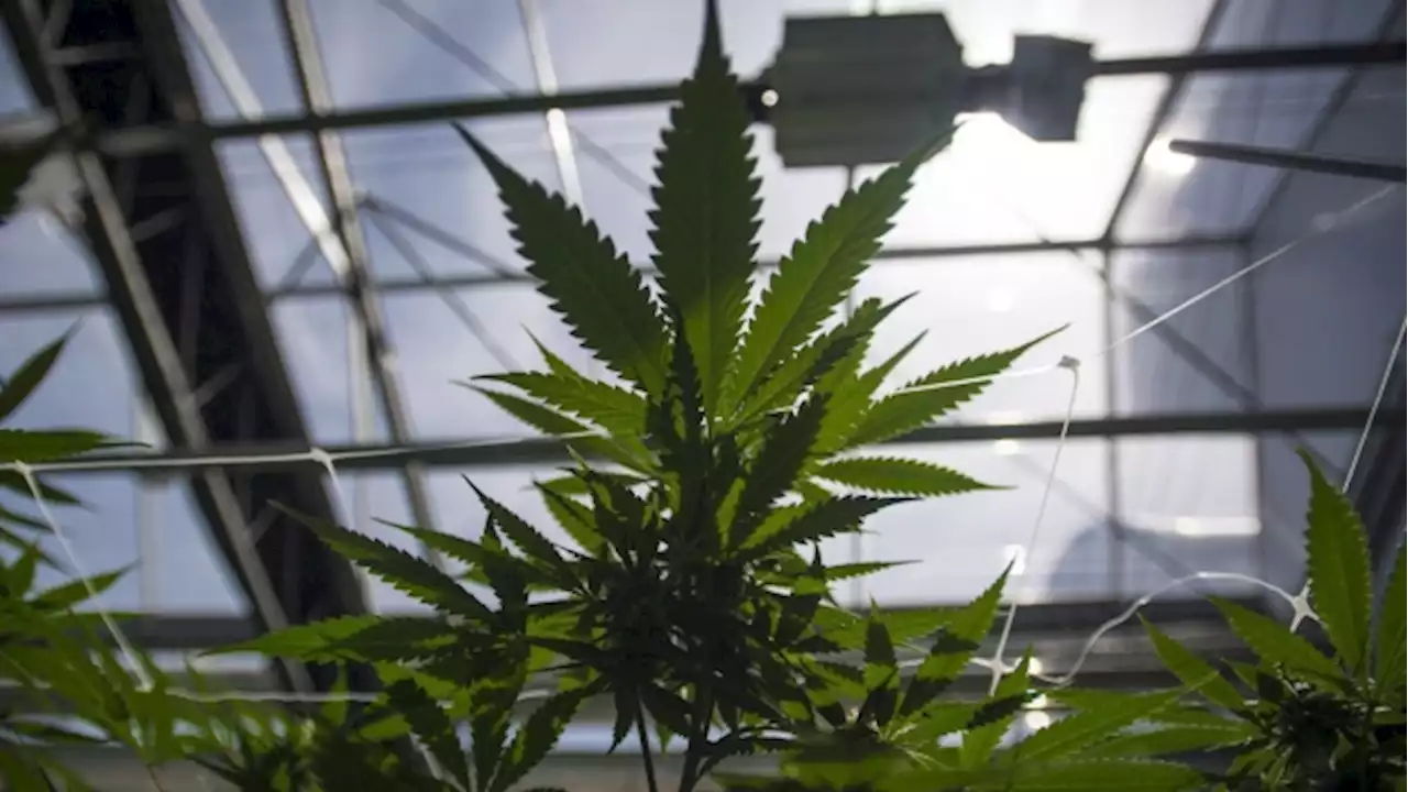 OSC says no reasonable prospect of conviction in CannTrust case - BNN Bloomberg