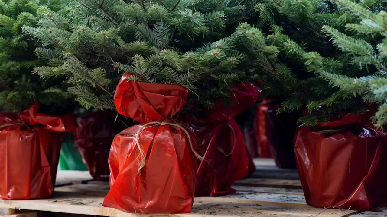 So überlebt der Weihnachtsbaum im Topf die Feiertage