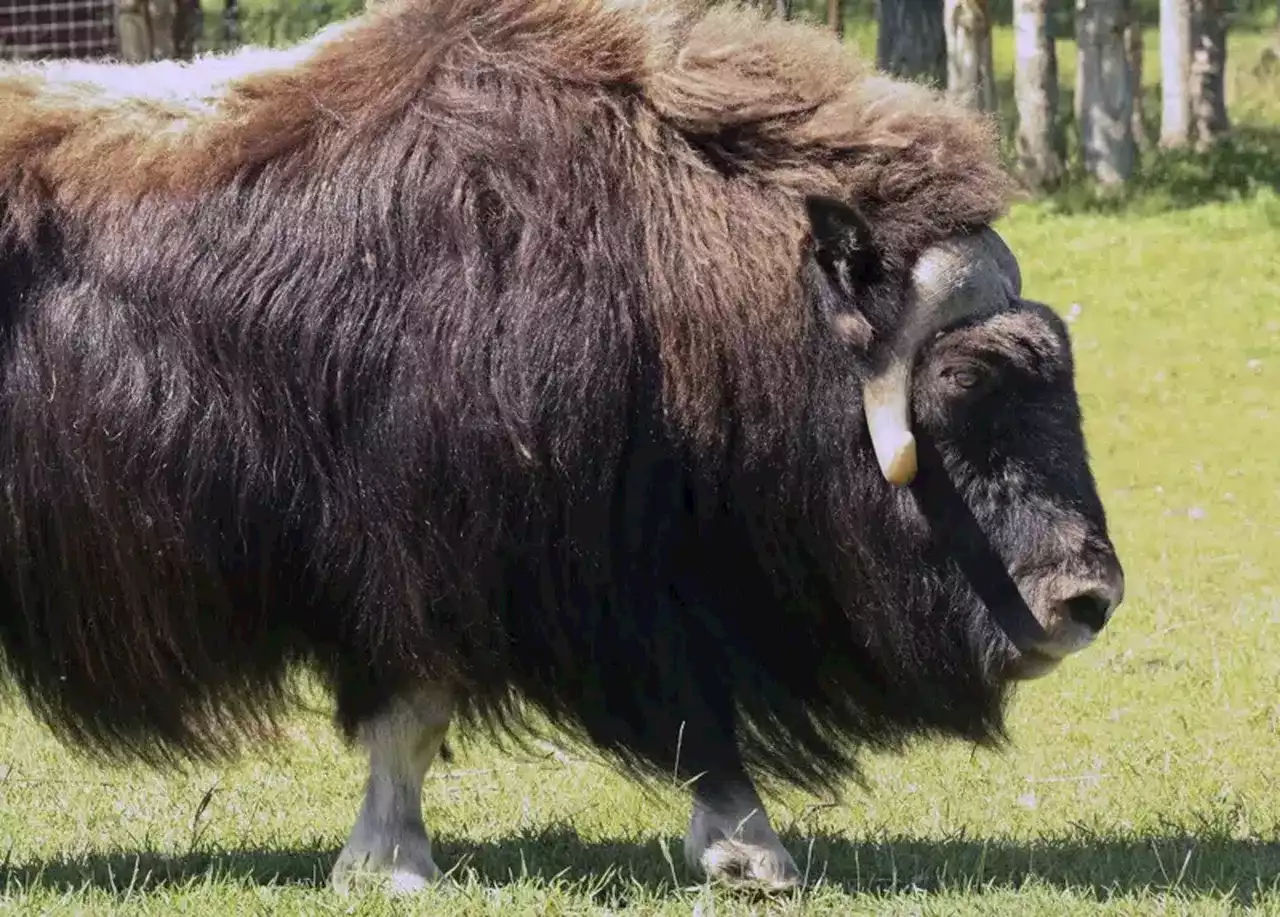 Alaskan law-enforcement officer killed by muskox outside home