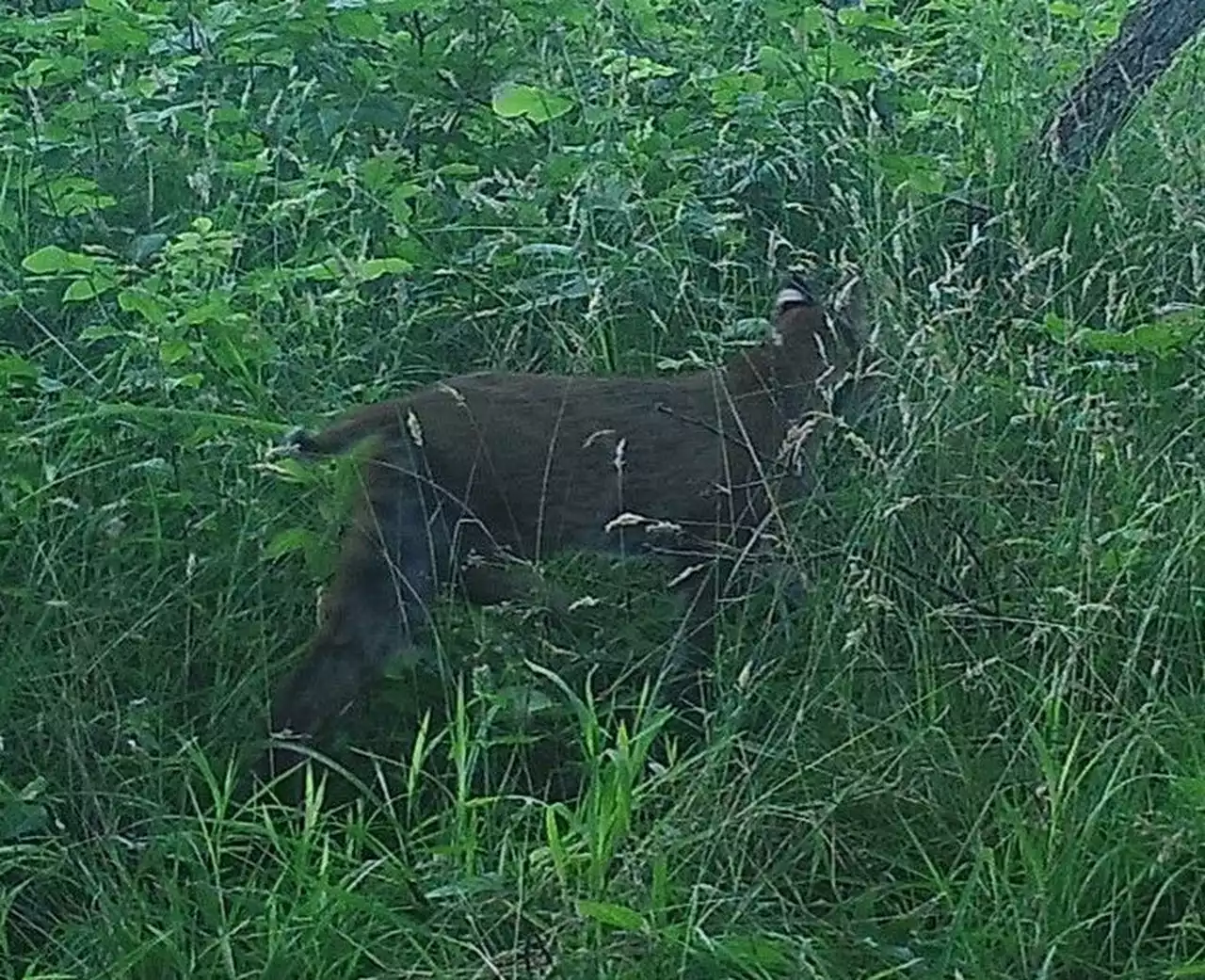 Bobcat spotted in Cleveland Metroparks, first modern sighting in Cuyahoga County since 1850