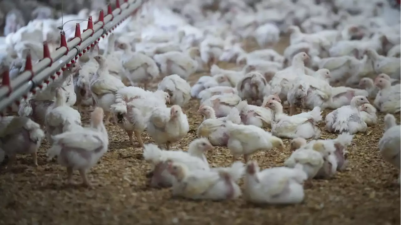 Rights group alleges multiple Canadian fast-food chains engaging in animal cruelty, poor treatment of chickens