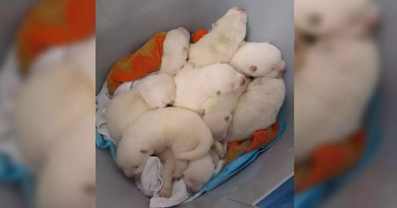 Man carrying bucket stops strangers in street to offer them puppies