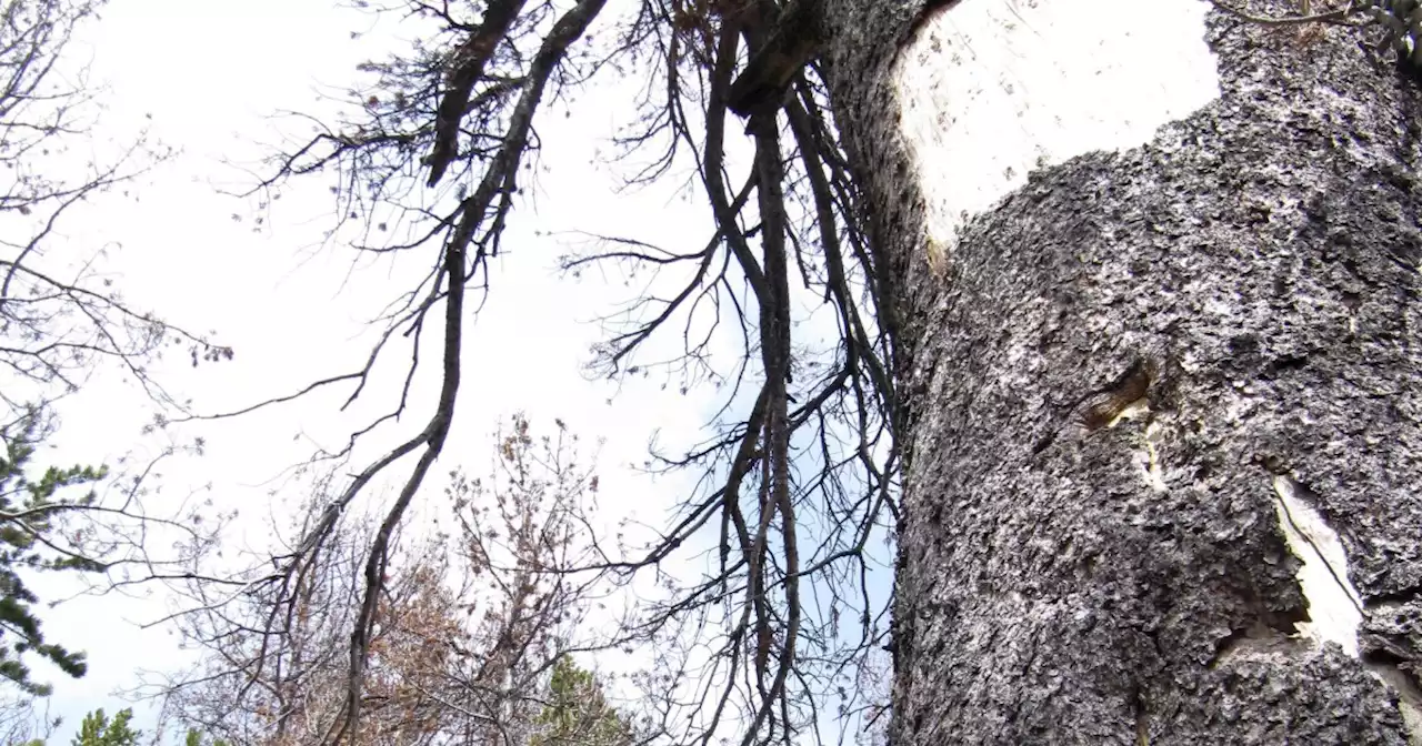 Whitebark pine that feeds grizzlies is threatened, US says