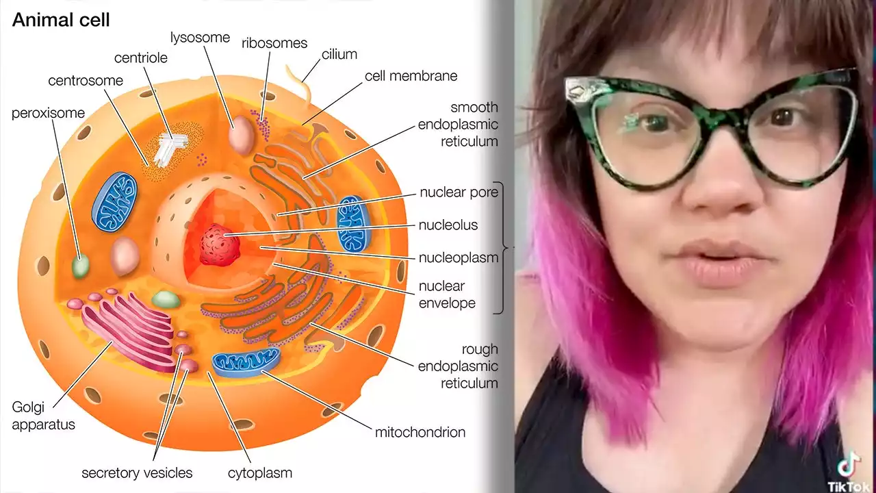 Minnesota science teacher claims cell biology lessons are part of 'capitalist indoctrination'