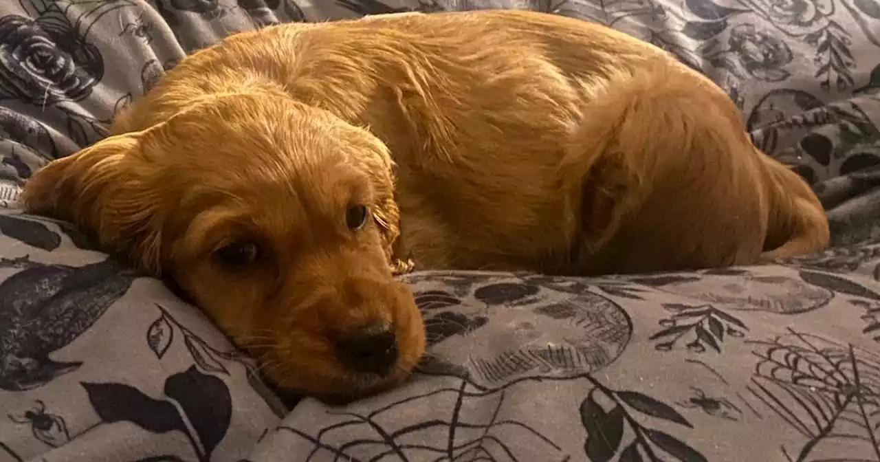 Family heartbroken as puppy dies from horrible disease within 24 hours