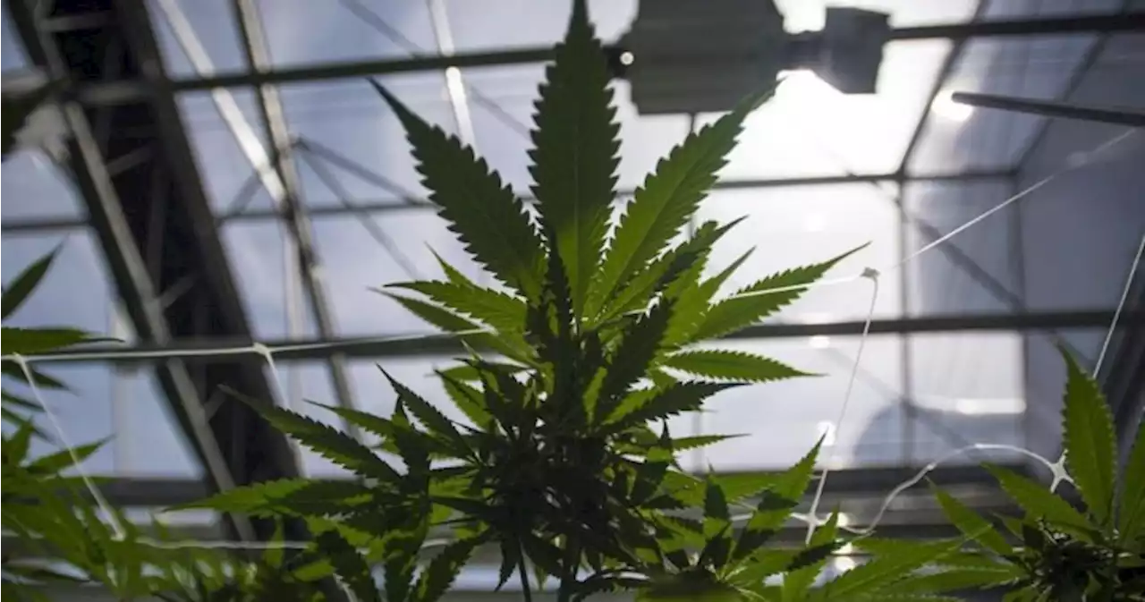 OSC says no reasonable prospect of conviction in CannTrust case | Globalnews.ca