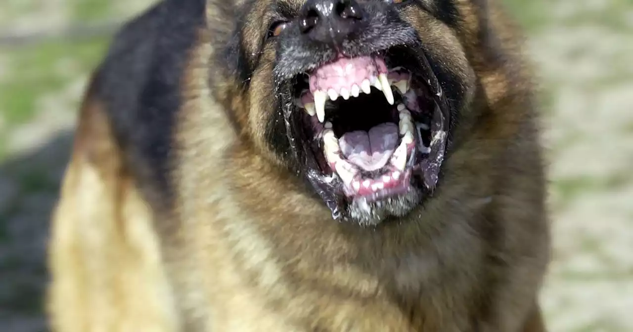 Call for killer dogs that slaughtered 50 lambs to be put down in Irish village