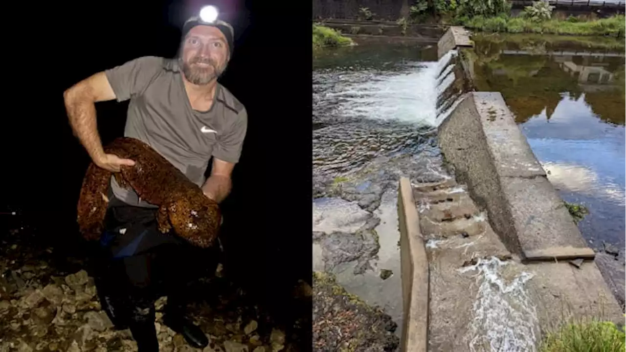 San Antonio Zoo works to save Japanese giant salamander with salamander ladders