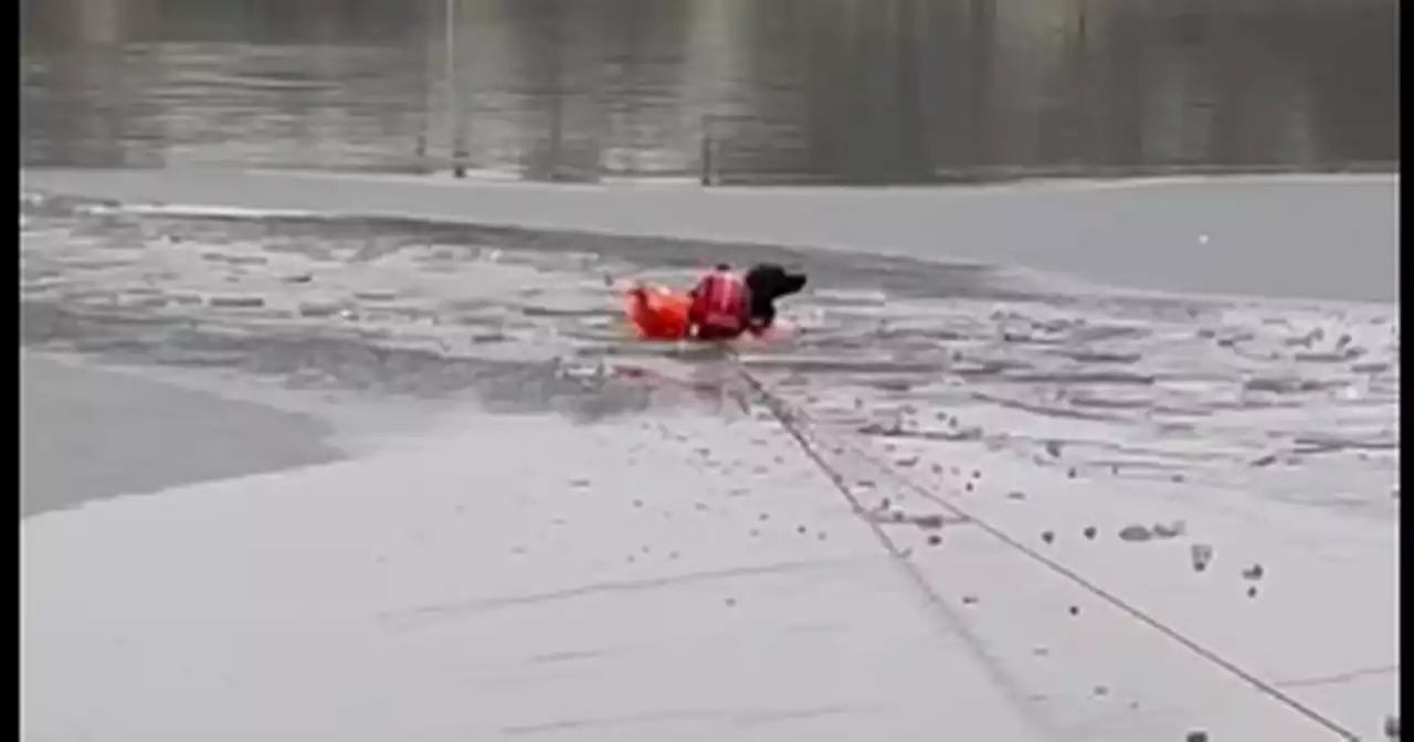 Firefighters save dog after crashing through ice and into freezing lake