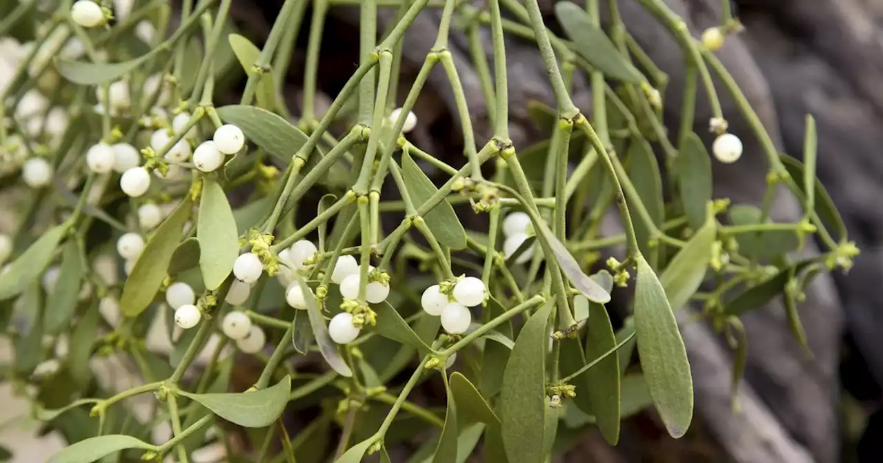 Mistletoe poisonous warning after council suggests residents use it on presents