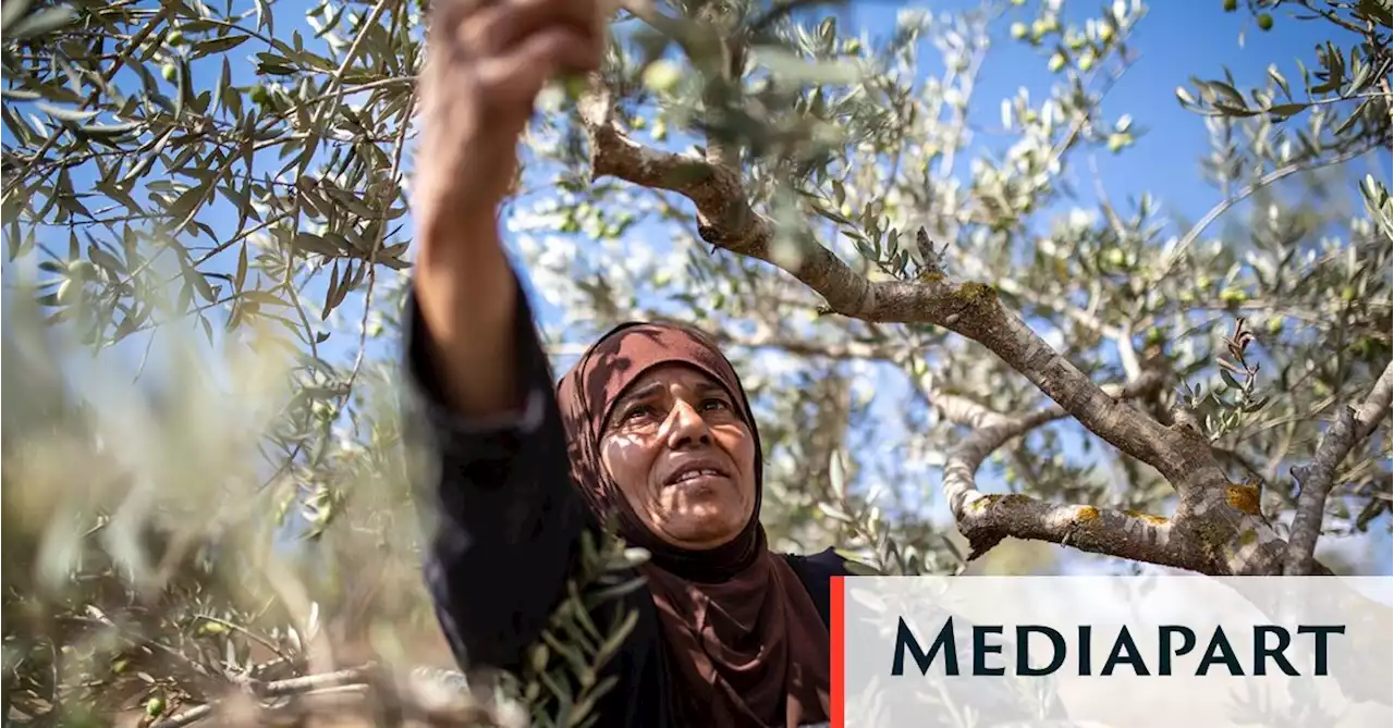 Une récolte des olives sous haute tension en Cisjordanie