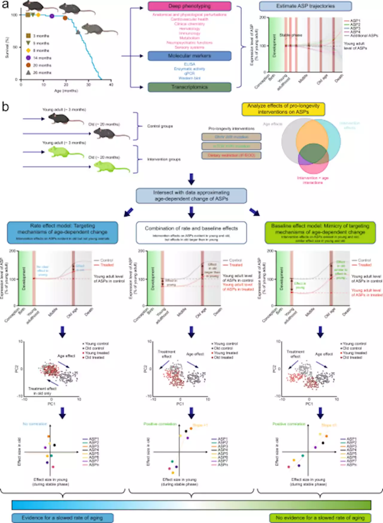 Deep phenotyping and lifetime trajectories reveal limited effects of longevity regulators on the aging process in C57BL/6J mice - Nature Communications