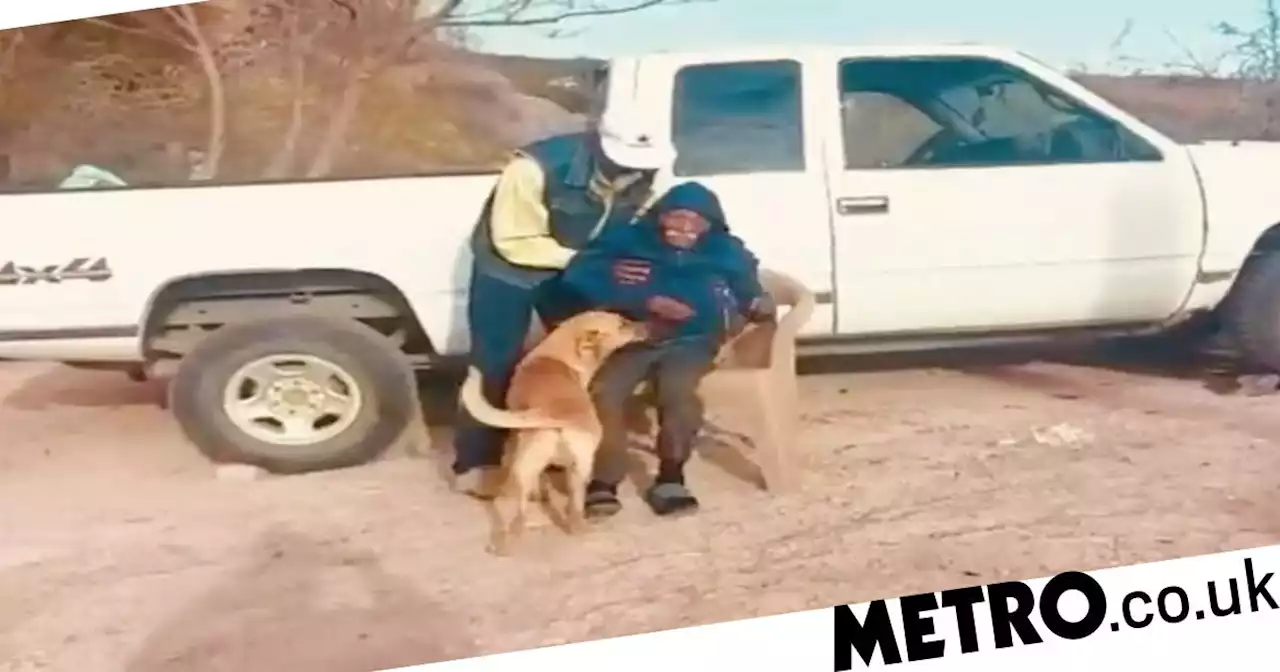 Hero dog leads cops to owner, 84, one week after he disappeared