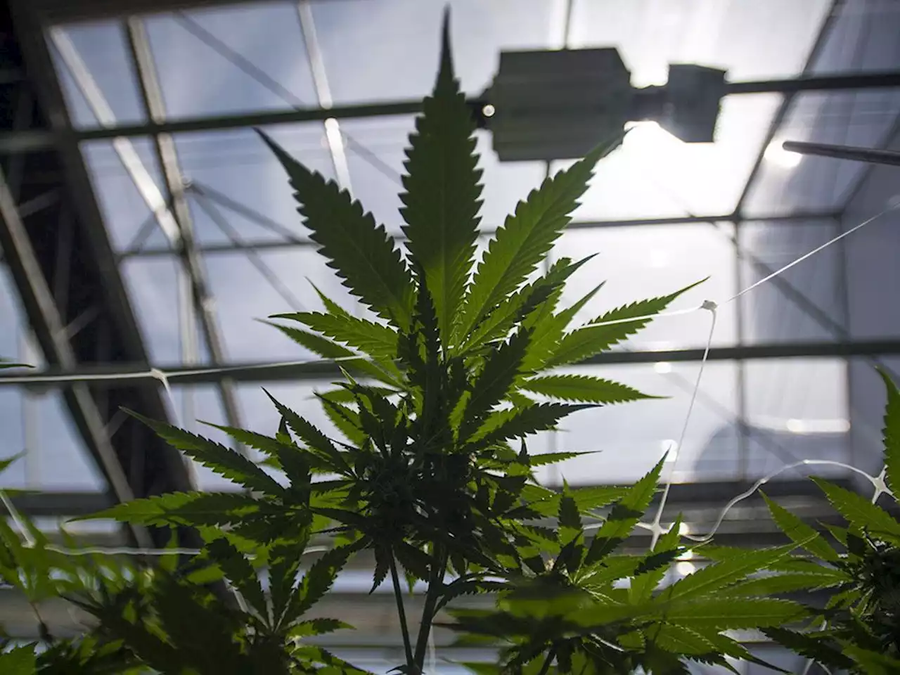 OSC abruptly moves to withdraw all charges in CannTrust case, saying no prospect of conviction