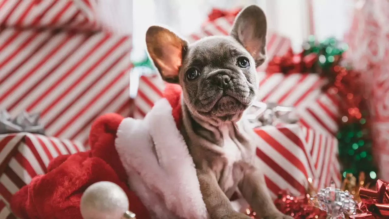 Christmas comes early for pets in this N.J. city, thanks to longtime officer