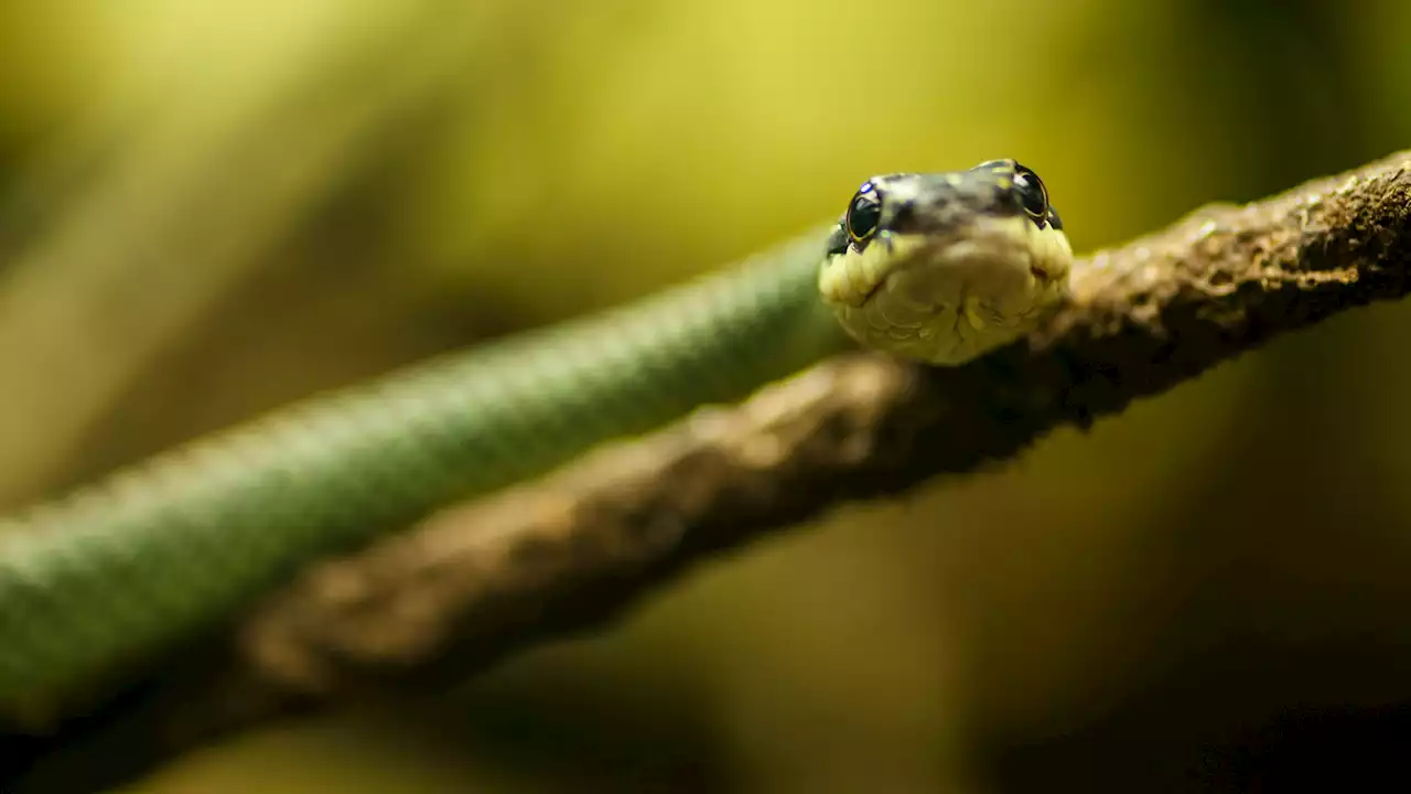 Flying snakes could inspire a new generation of airborne robots