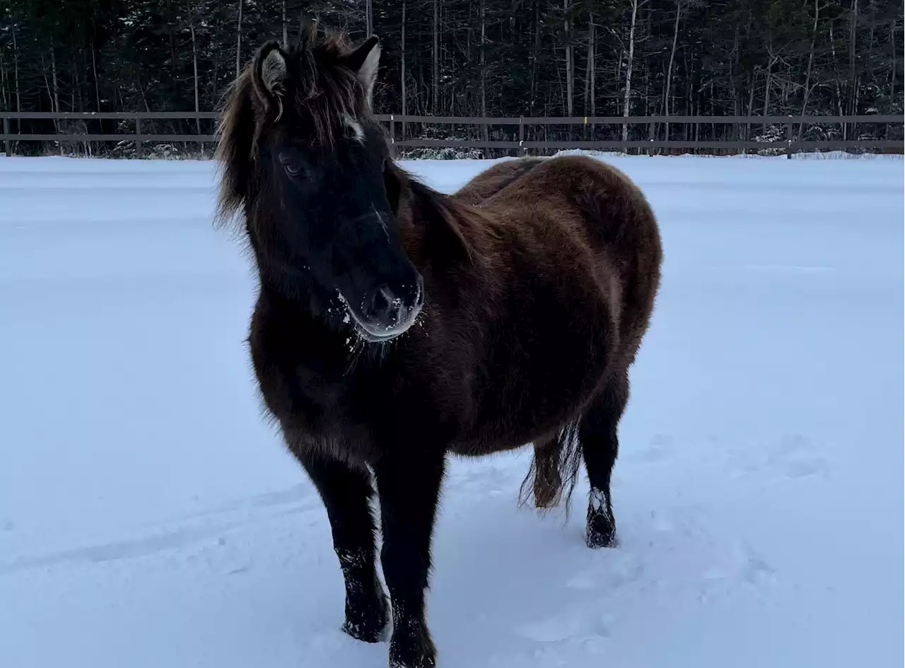 Newfoundland Pony Society launching second phase of pony heritage park fundraiser | SaltWire