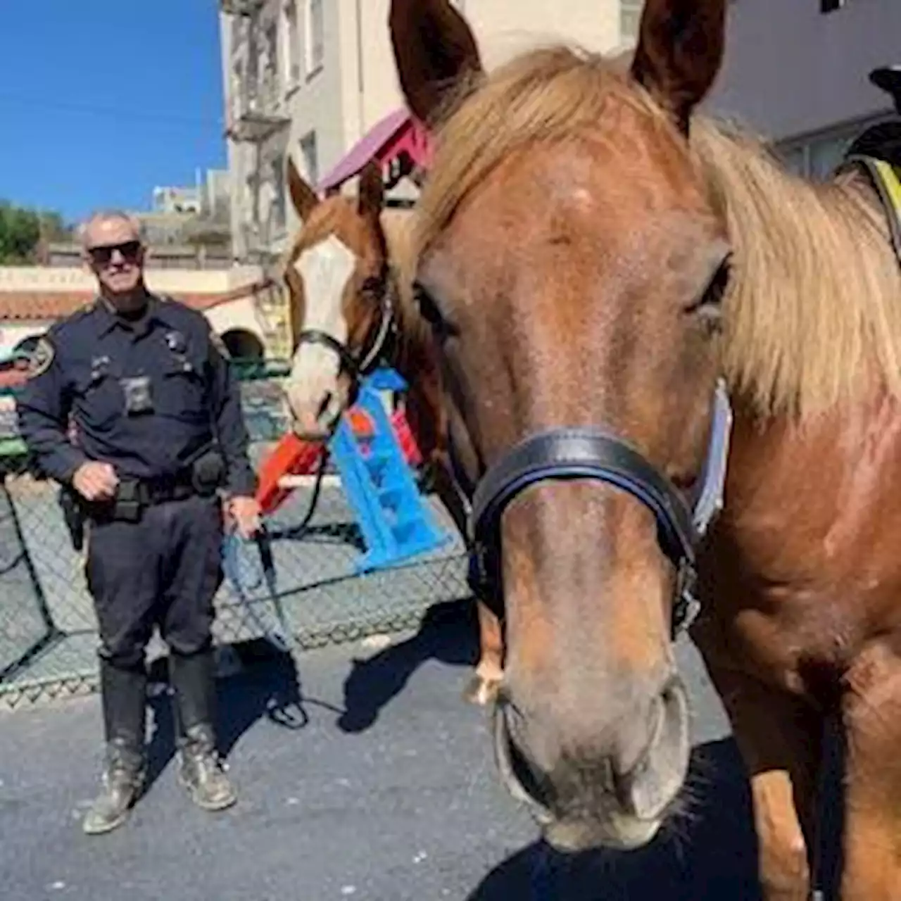 Two new horses to be sworn into SFPD mounted unit