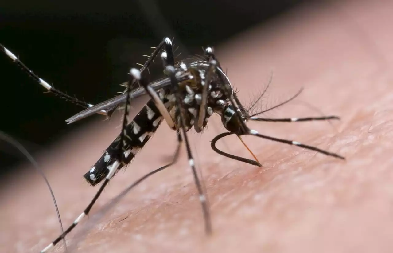 Selangor records highest number of daily dengue cases