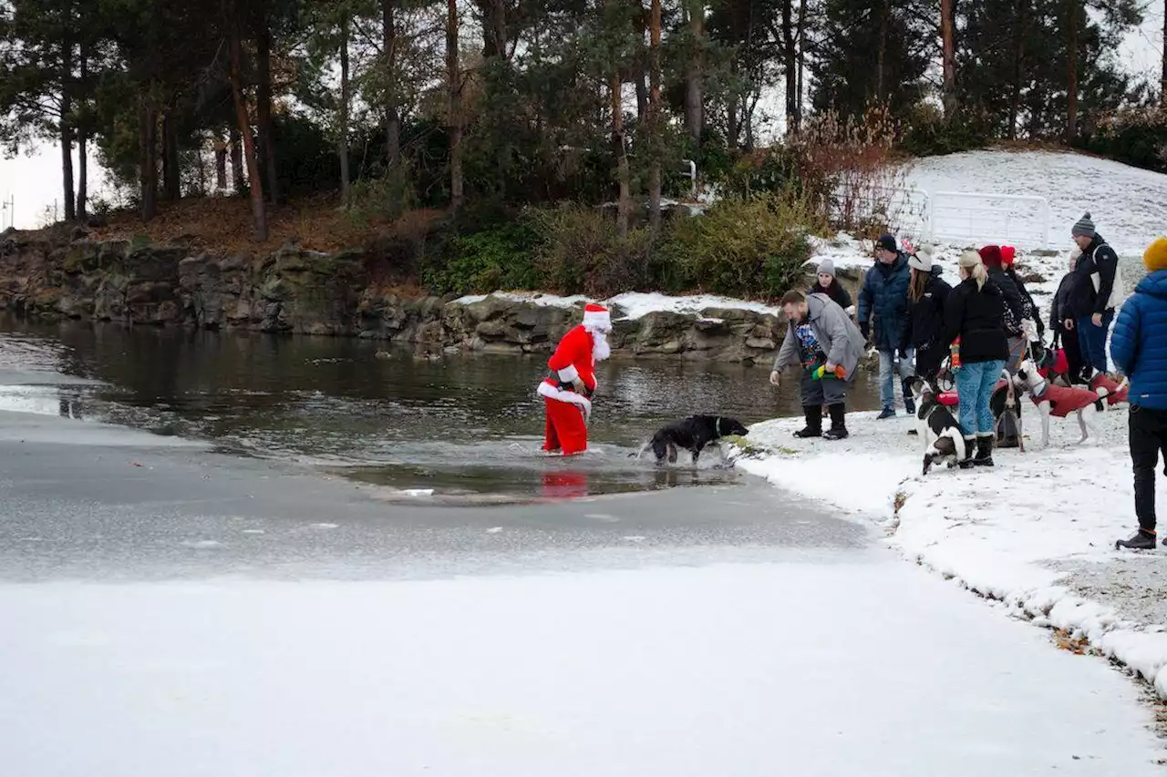 Santa Claus to the rescue when dog falls through ice in Okanagan Lake - Terrace Standard