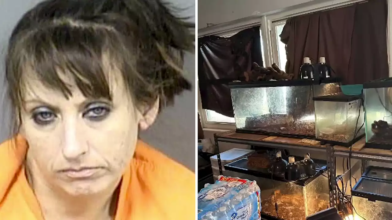 Florida Woman Arrested for Child Neglect, Animal Abuse After Cops Find 300+ Rats In Home