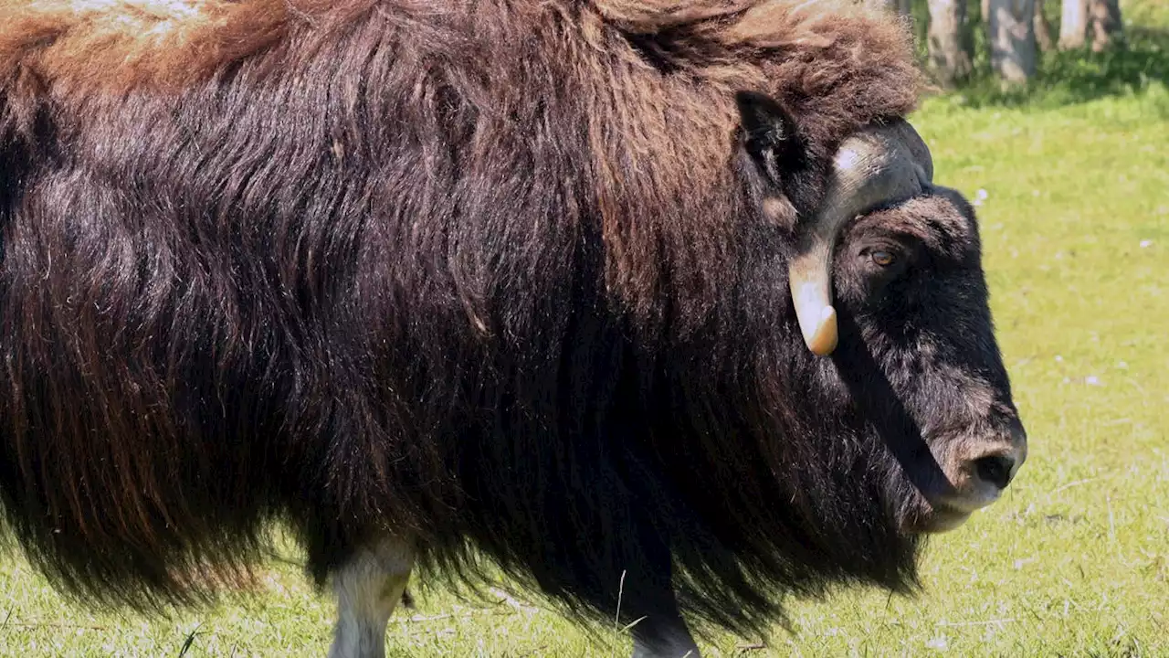 Alaska law officer killed in muskox attack outside his home, authorities say