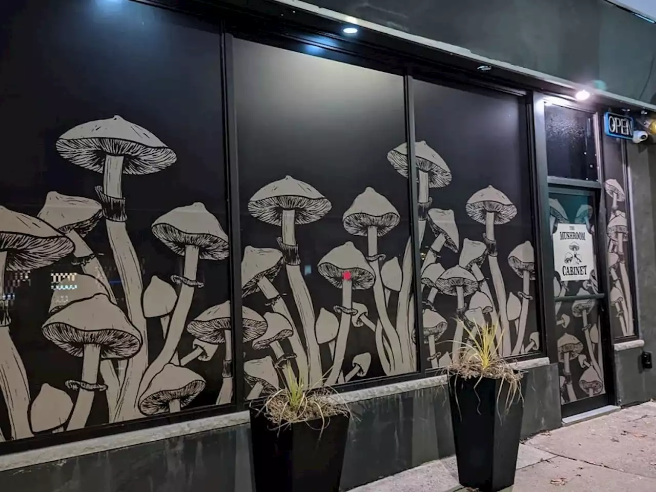 Unlicensed psilocybin mushroom dispensary opens up in Hamilton