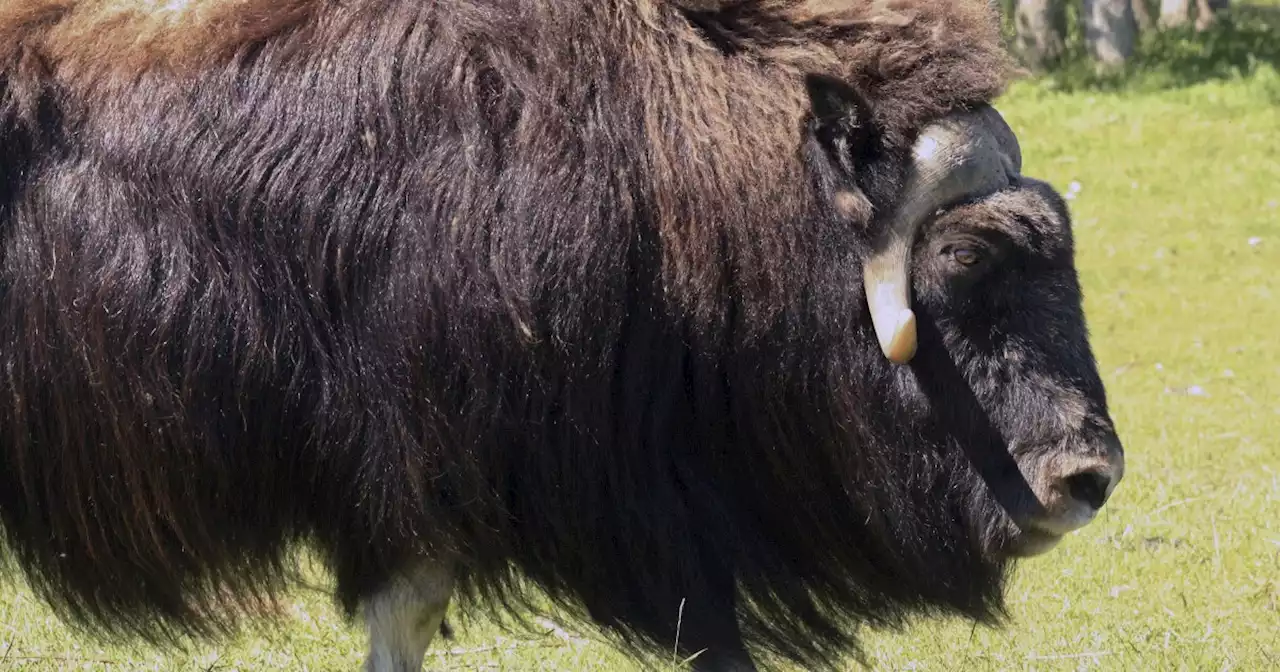 Alaska officer killed in muskox attack