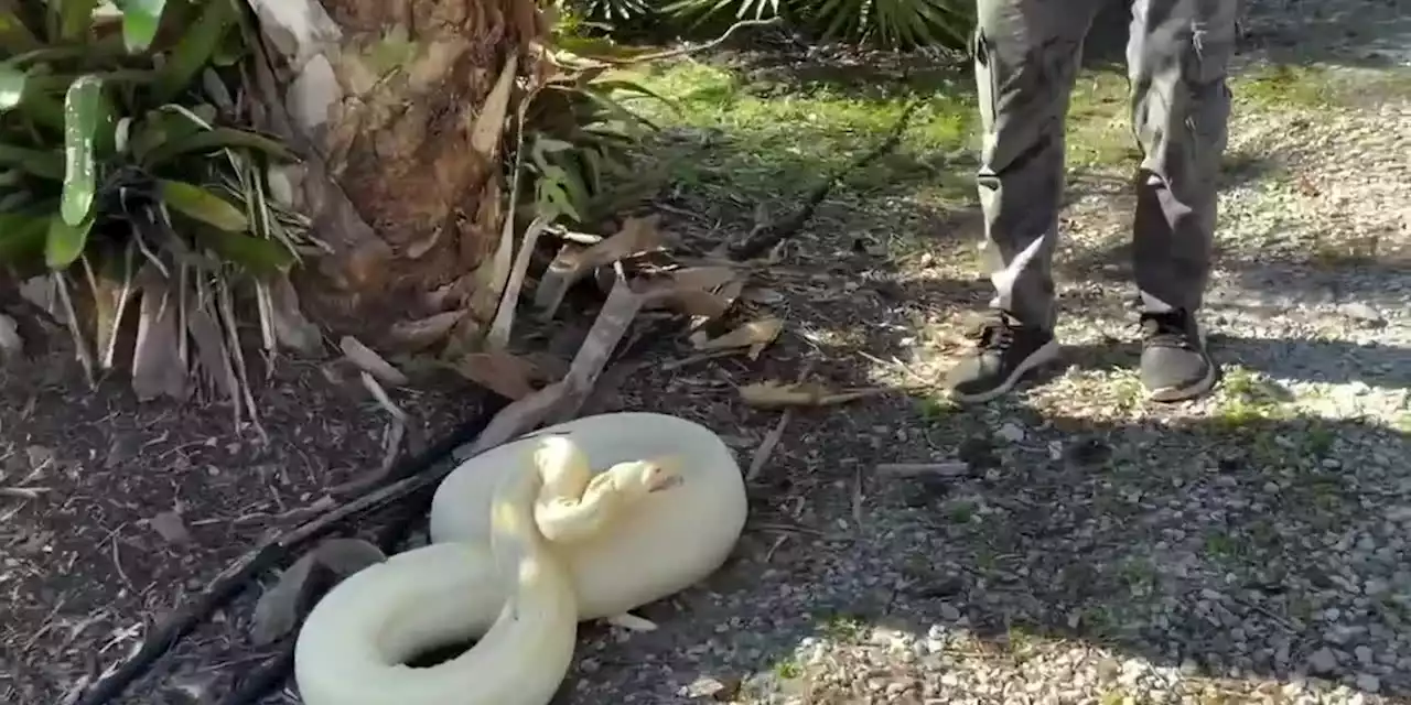 VIDEO: Massive 9-foot boa constrictor found in Florida backyard