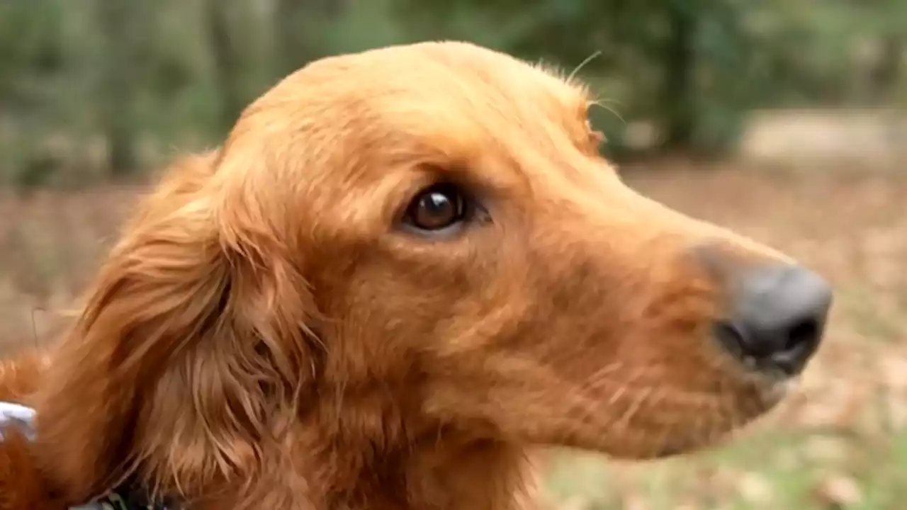 Dog protects young girls for hours after getting lost in woods