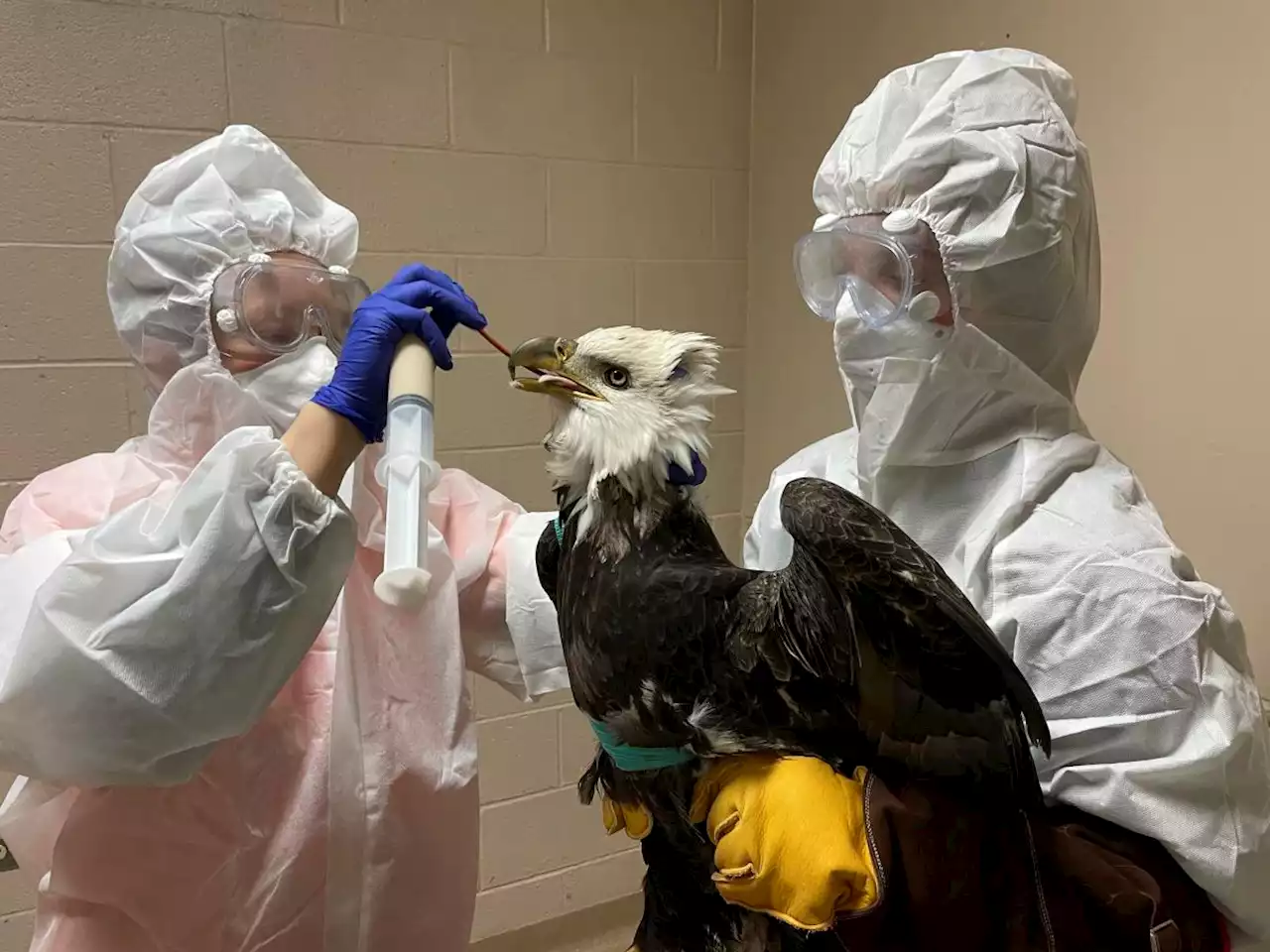 Wisconsin officials investigate suspected shooting death of bald eagle