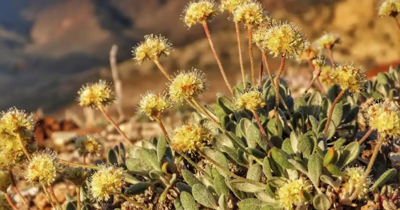 Nevada flower listed as endangered at lithium mine site