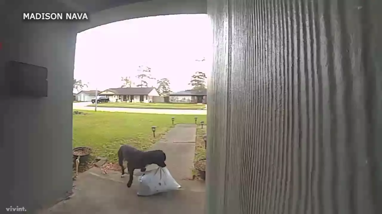 A bad boy: Dog steals package off porch in Woodforest area after snooping around 3 times