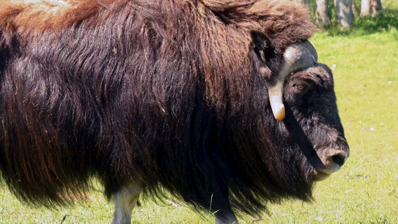 Alaska law officer killed in muskox attack outside his house