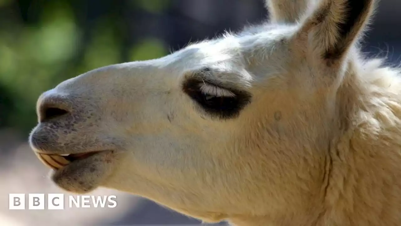 Llama killed and two hurt in suspected dog attack