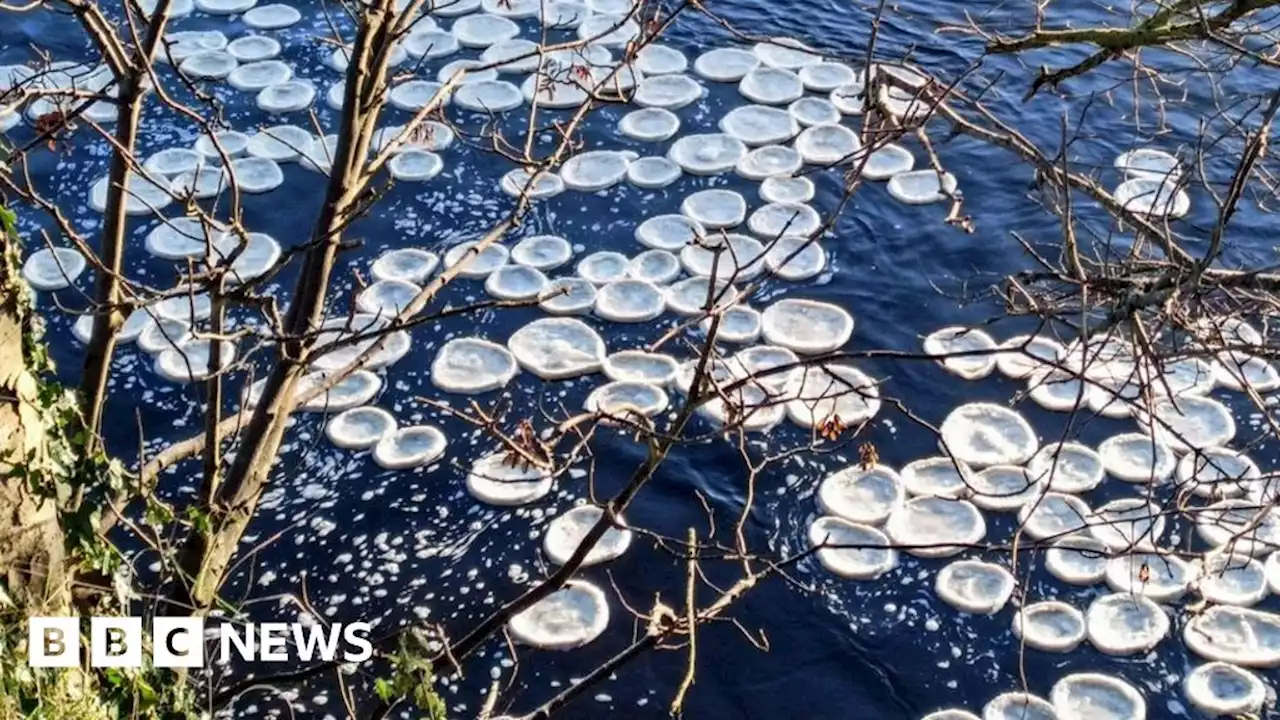 Rare ice pancakes form on River Wharfe in Yorkshire