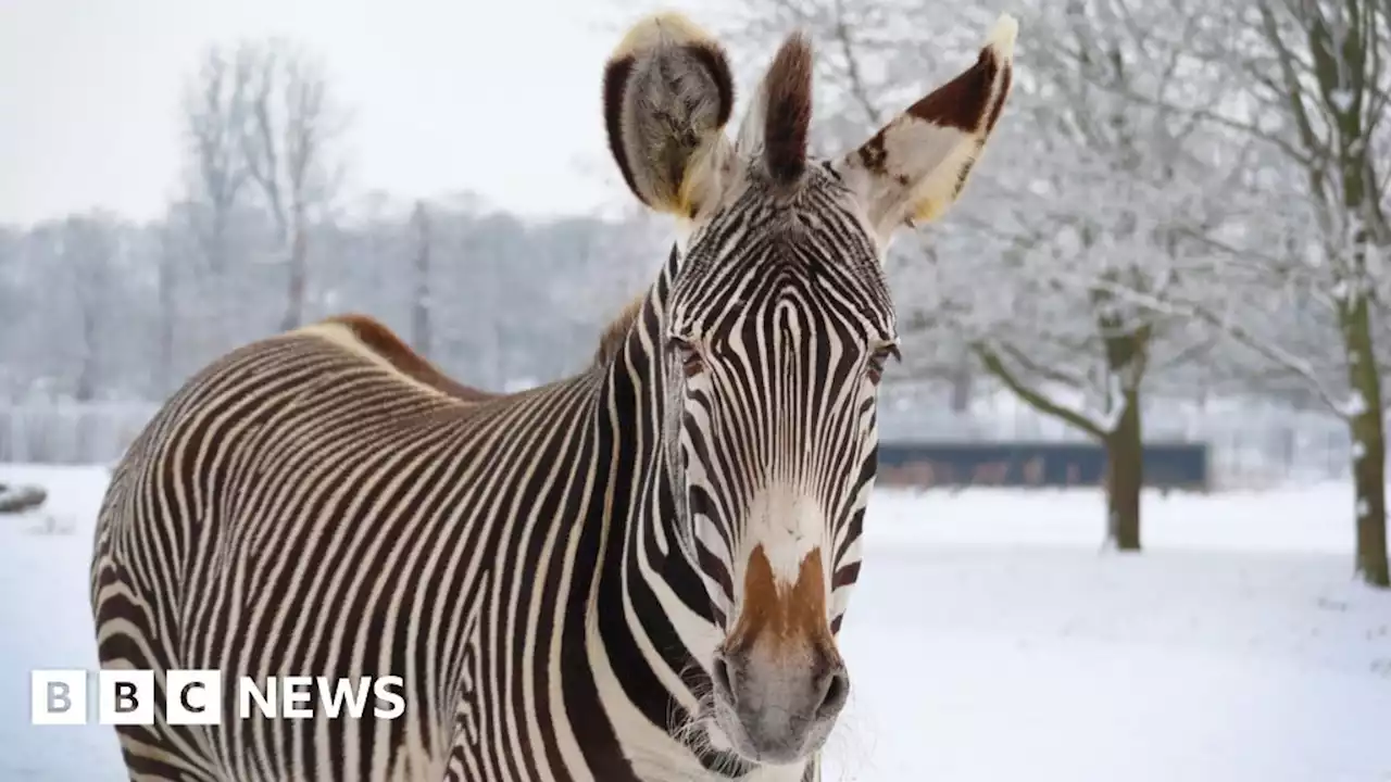 Woburn Safari Park forced to close due to freezing temperatures