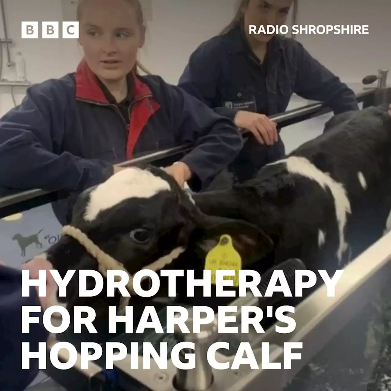 Hydrotherapy to get Bunny the calf to lose her hop